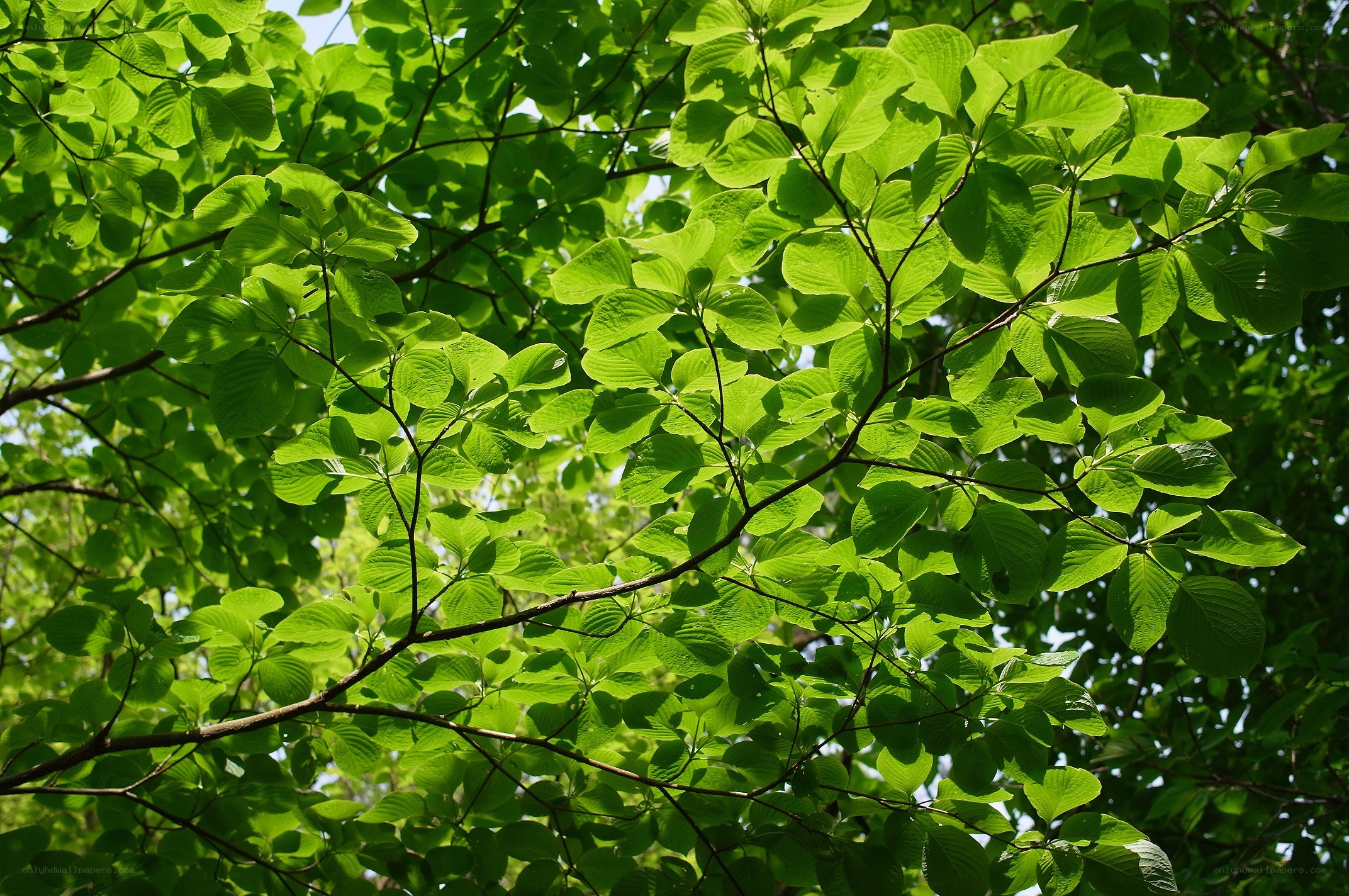 Sunlit green leaves on tree branches
