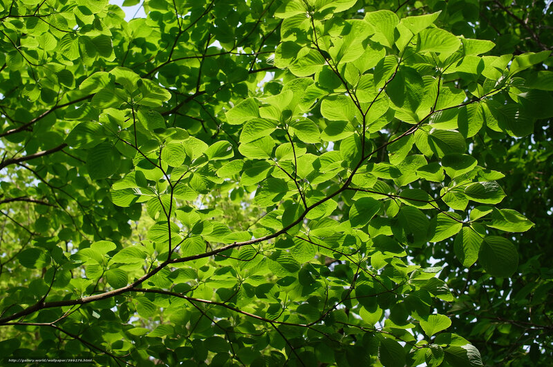 Sunlit green leaves on tree branches