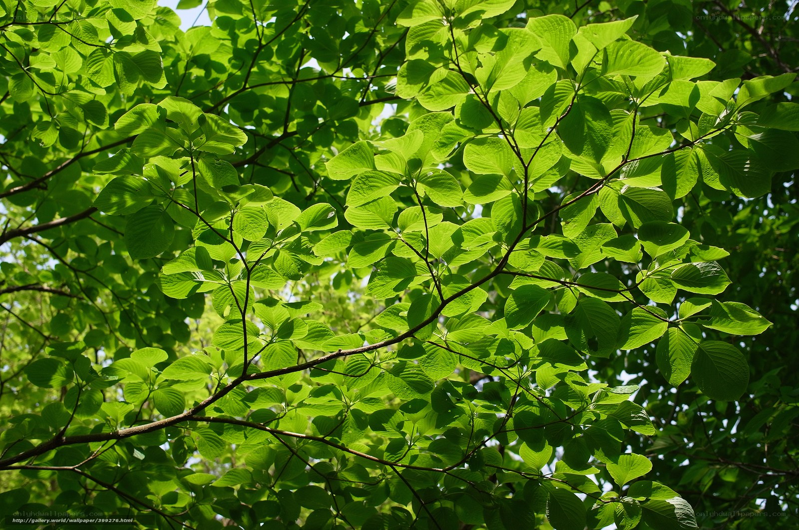 Sunlit green leaves on tree branches
