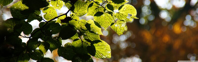 Sunlit Green Leaves — Serene, Afternoon, Photograph