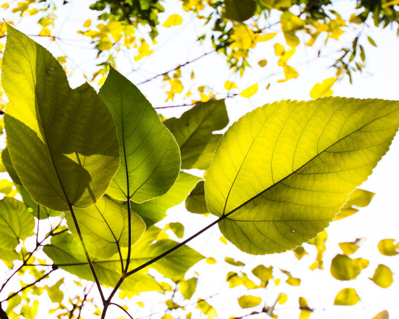 Sunlit Green Leaves — Serene, Afternoon