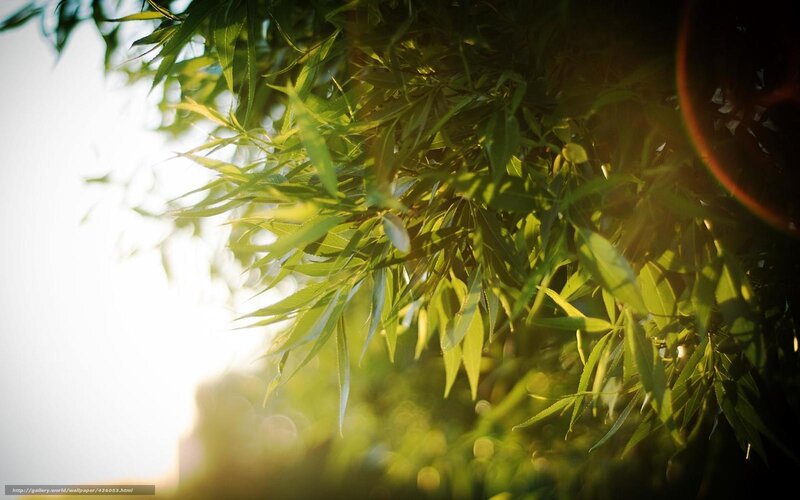 Sunlit Green Leaves — Serene, Sunset