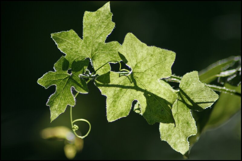 Sunlit green leaves with tendrils