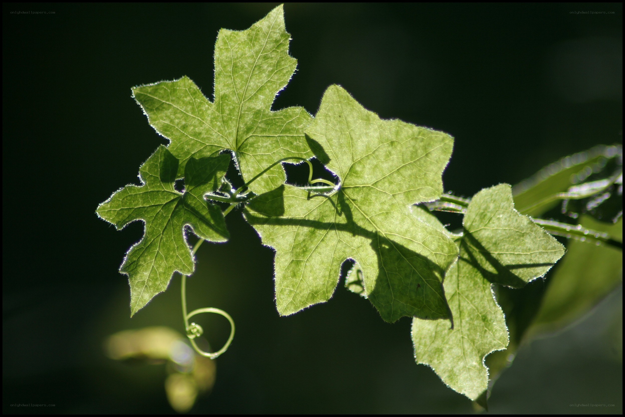 Sunlit green leaves with tendrils