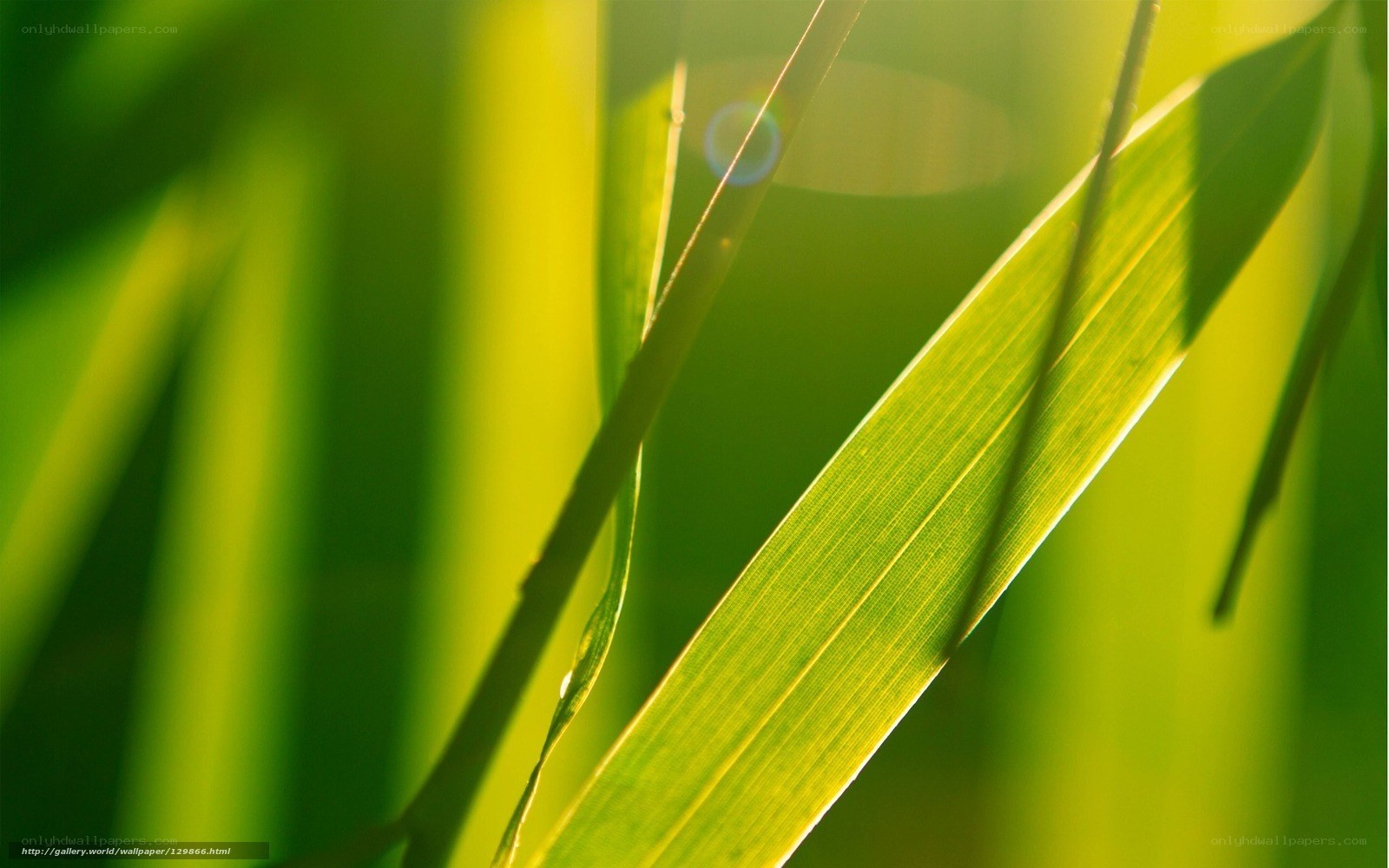 Sunlit green leaves