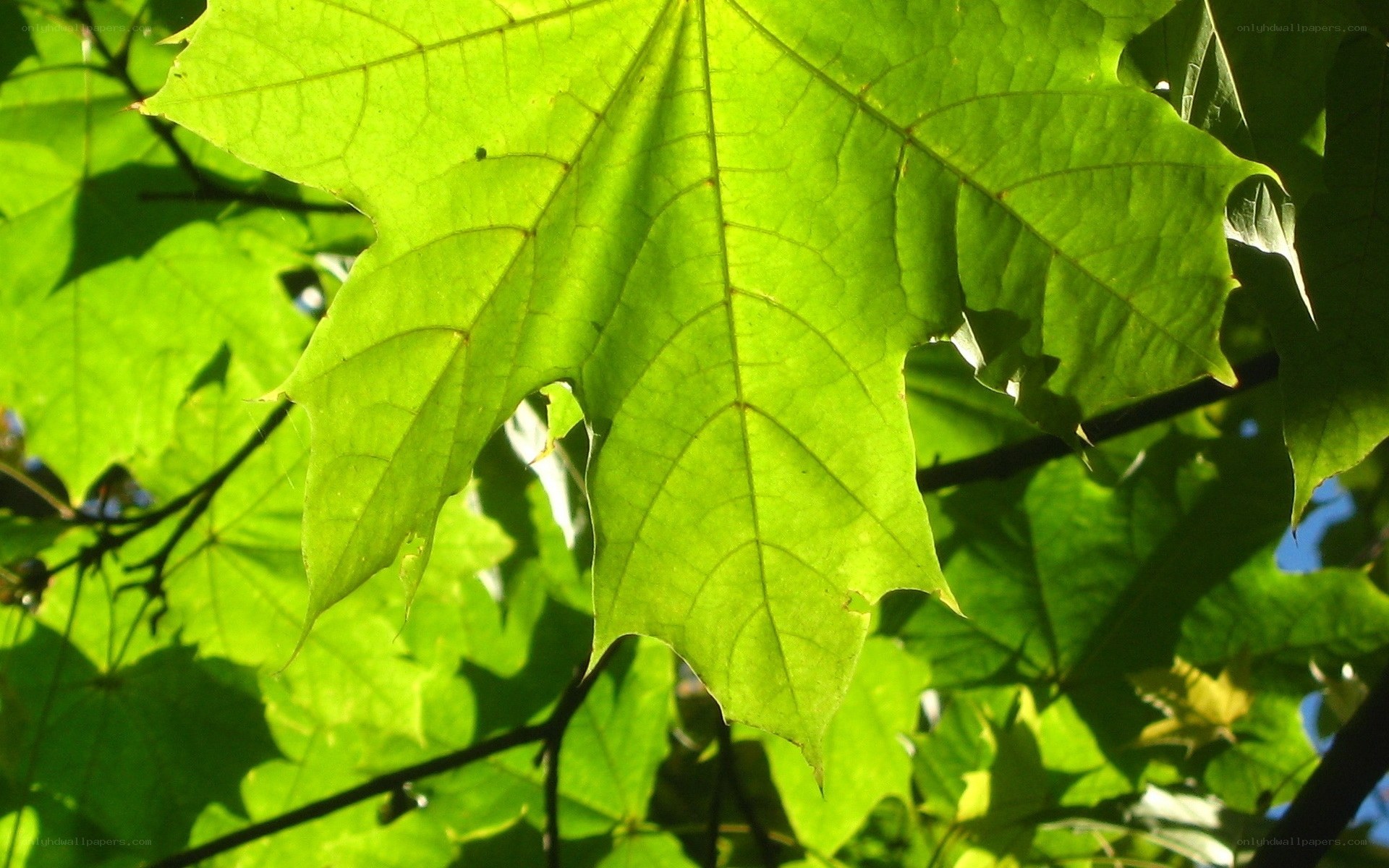 Sunlit green maple leaf