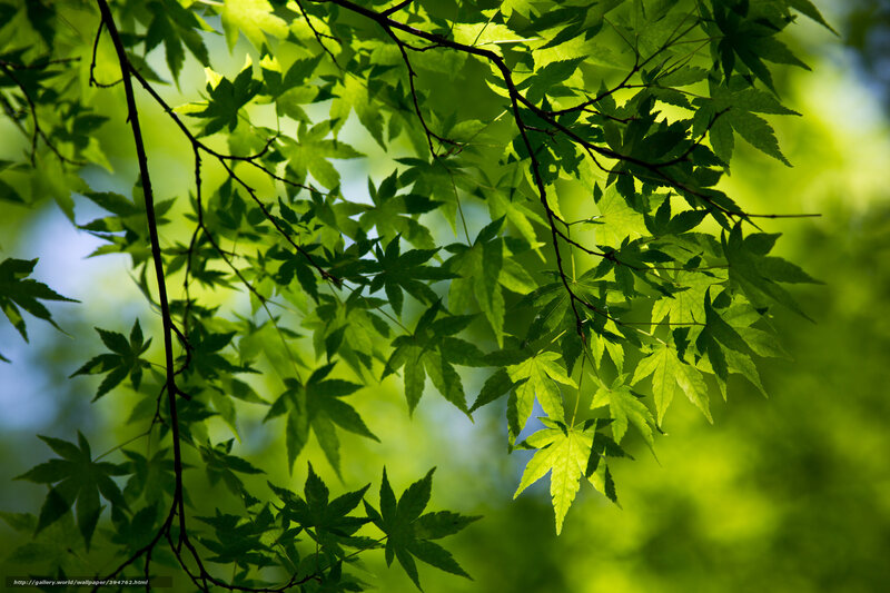 Sunlit green maple leaves