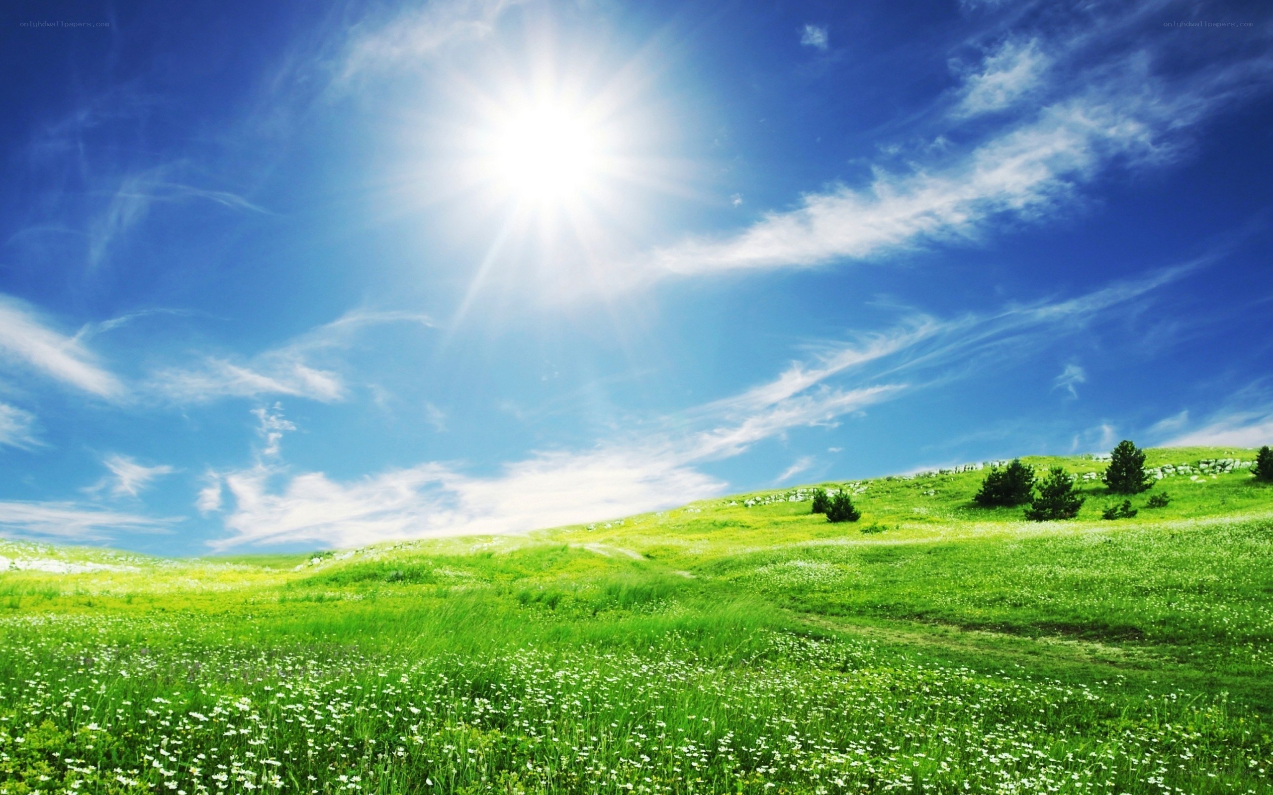 Sunlit green meadow landscape