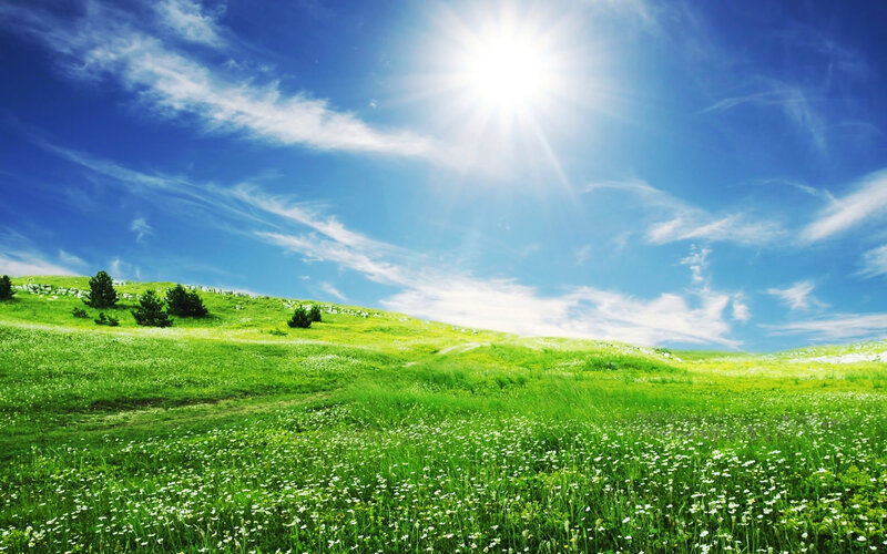 Sunlit green meadow landscape