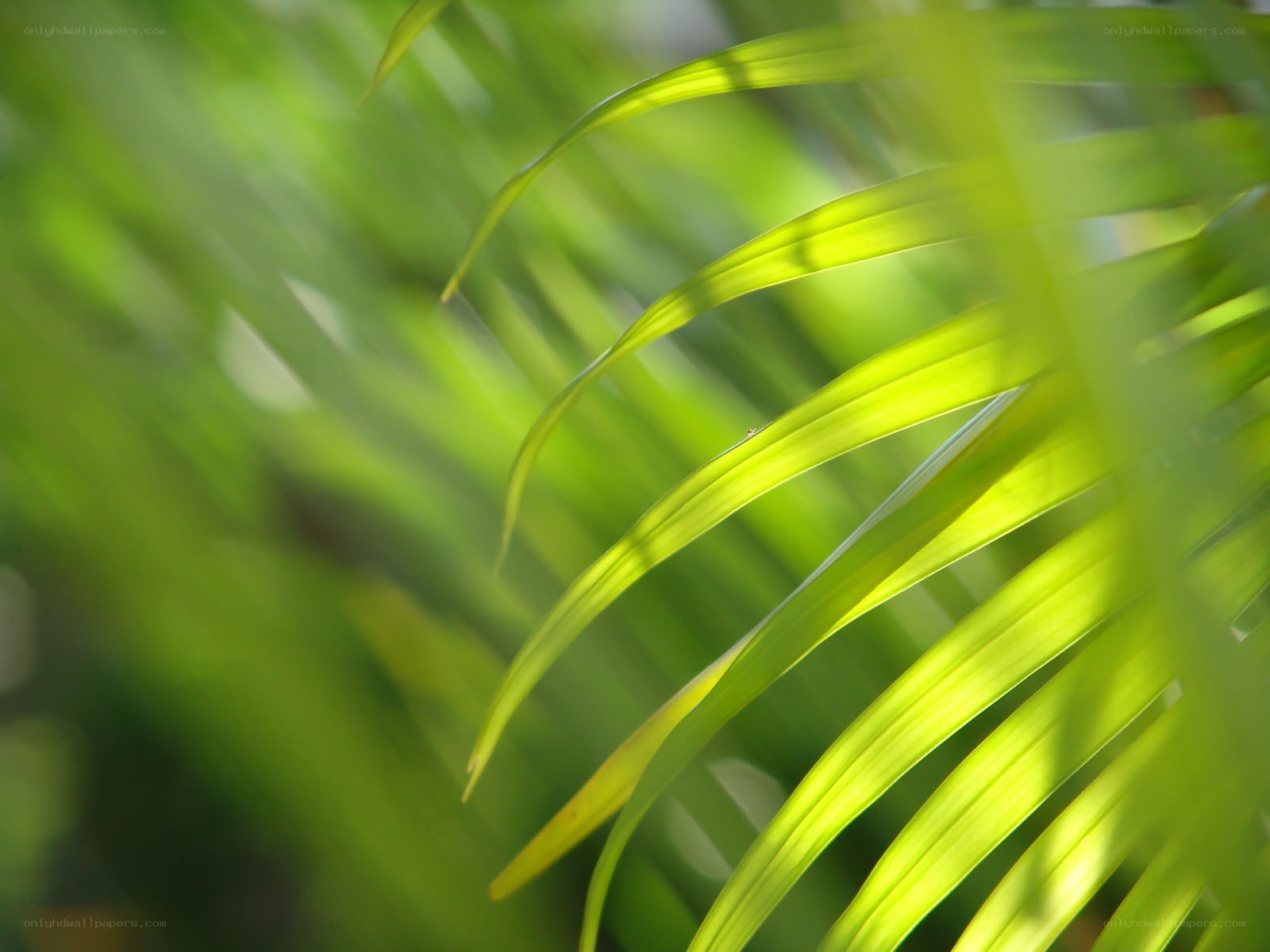 Sunlit green palm leaves