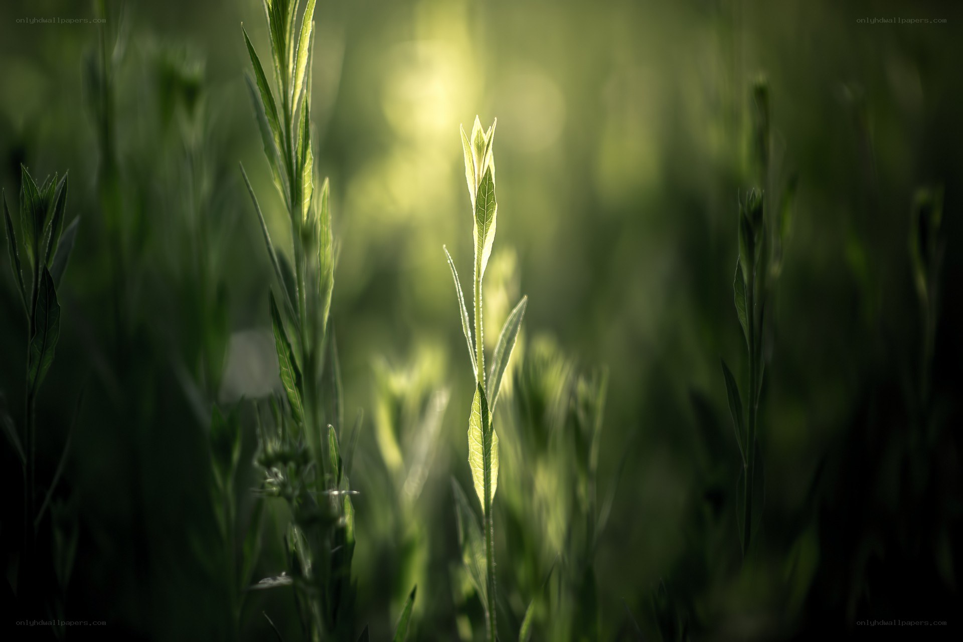 Sunlit green plants in field