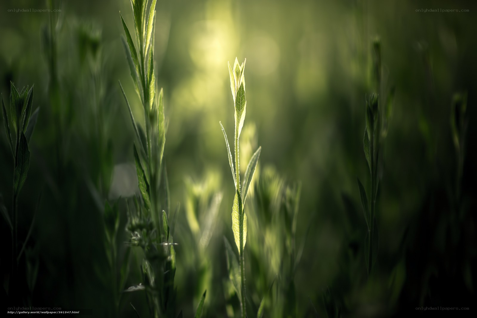 Sunlit green plants in field