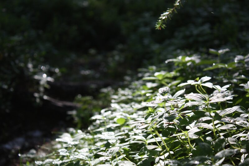 Sunlit Green Plants