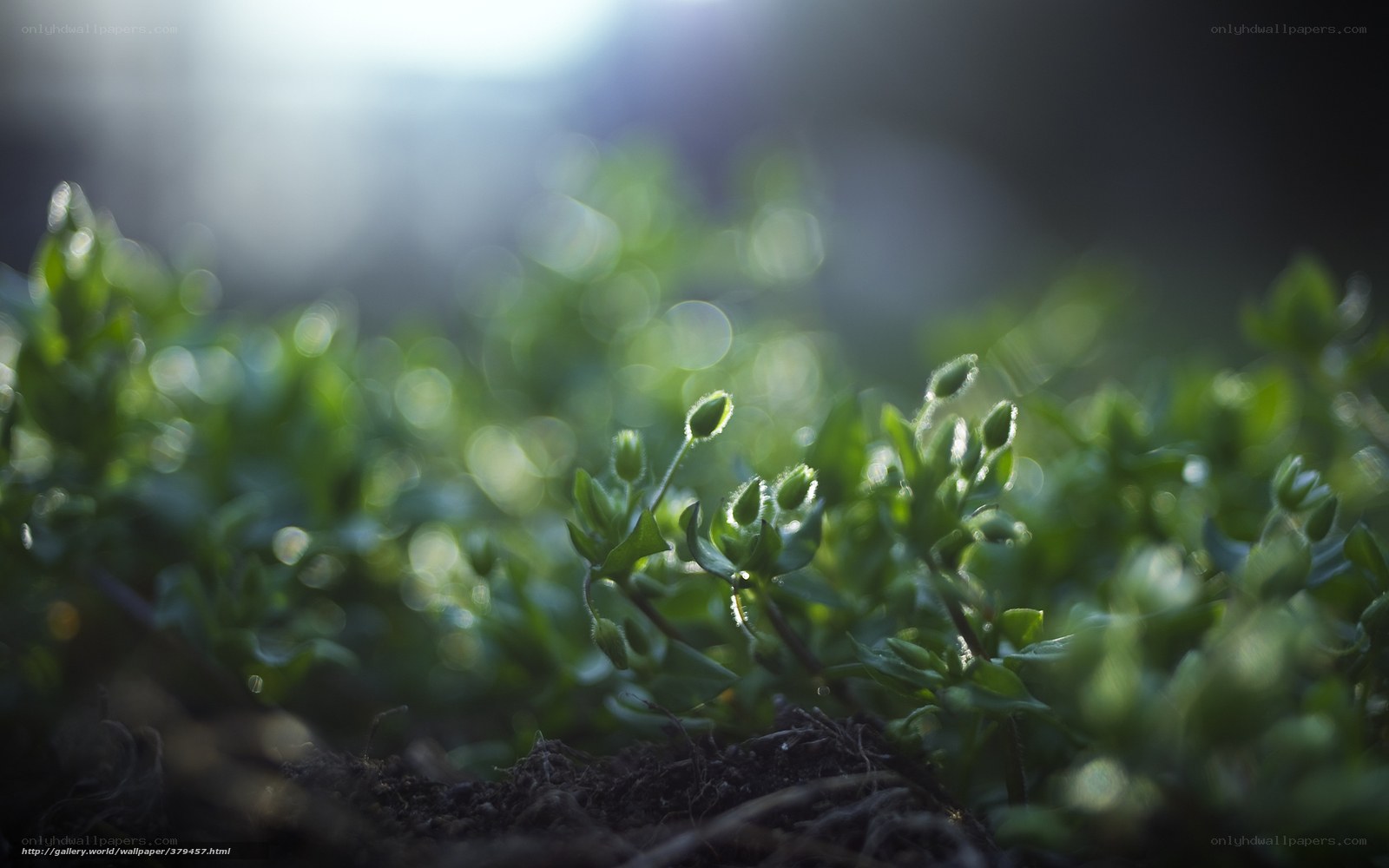 Sunlit green sprouts in soil