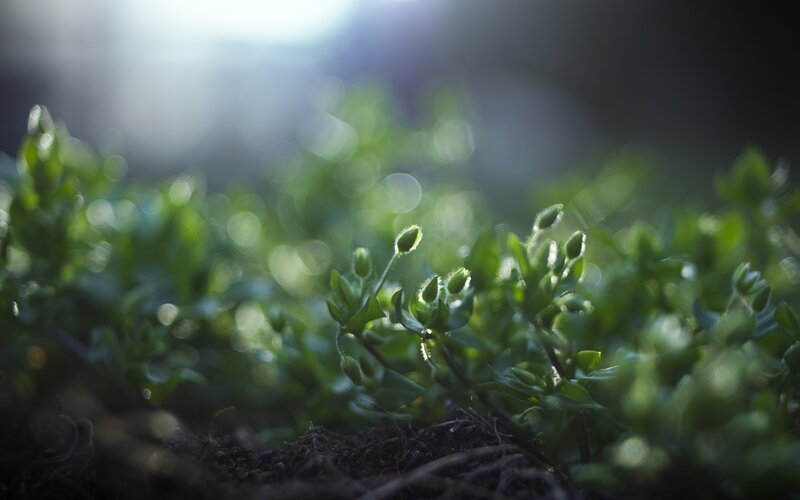 Sunlit green sprouts