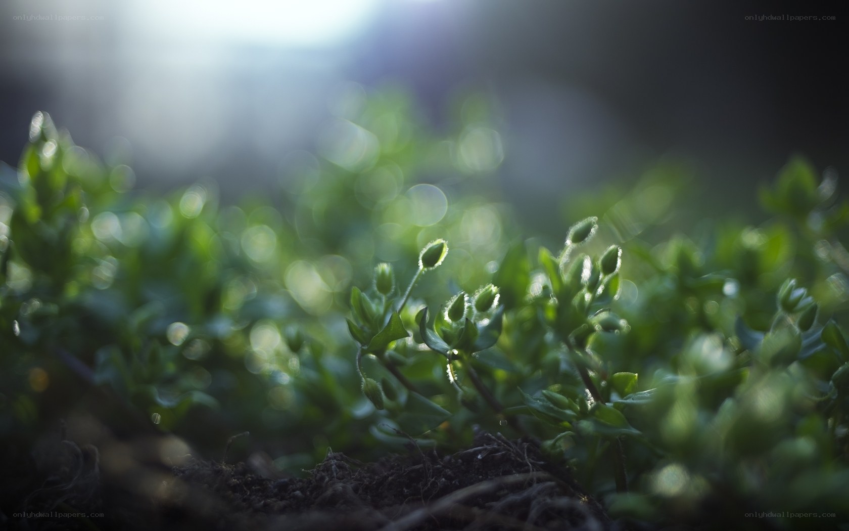 Sunlit green sprouts