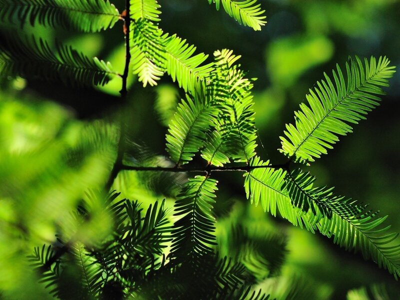 Sunlit green tree branches