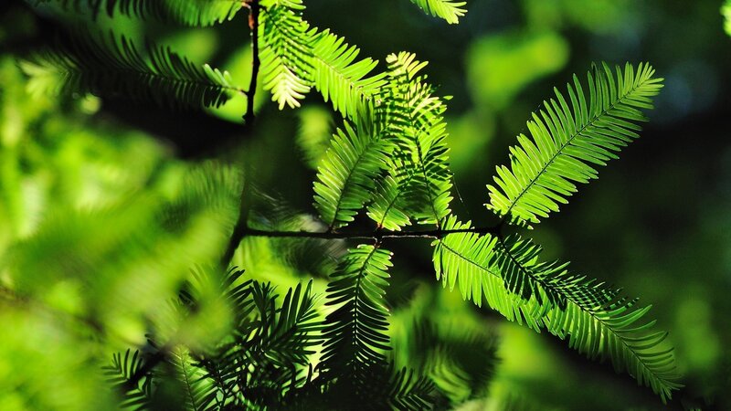 sunlit green tree branches