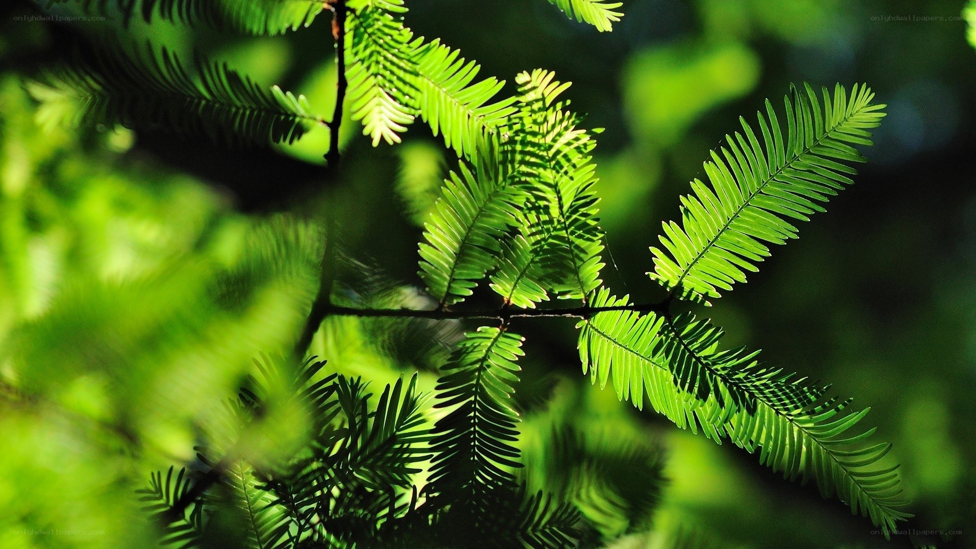 sunlit green tree branches