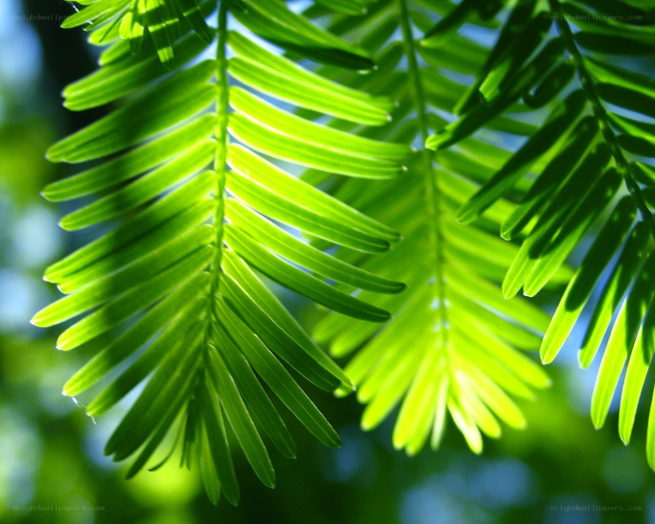 Sunlit green tree leaves