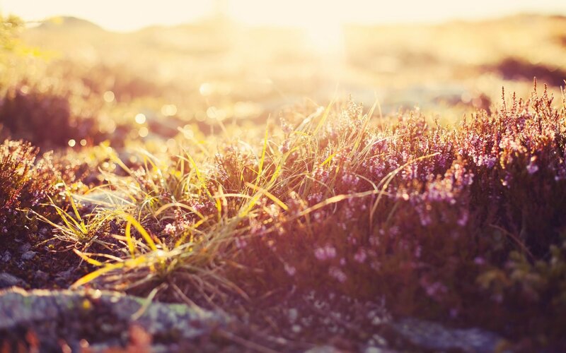 Sunlit heather in golden light