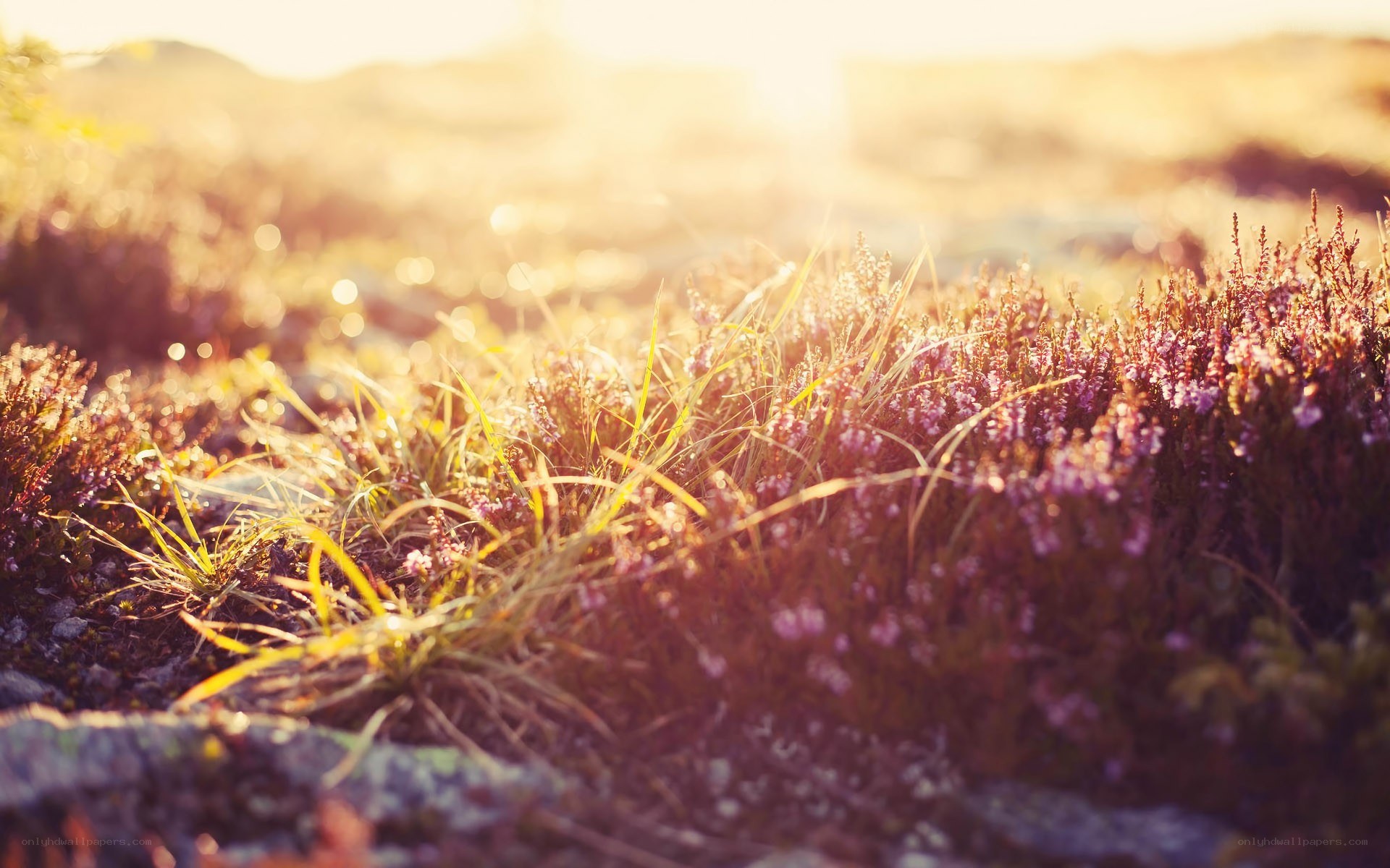 Sunlit heather in golden light