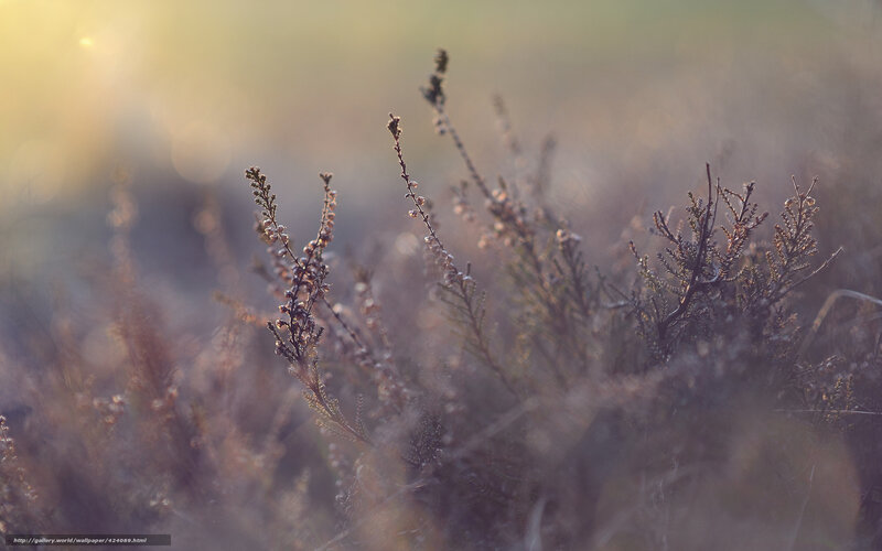 Sunlit heather in soft focus