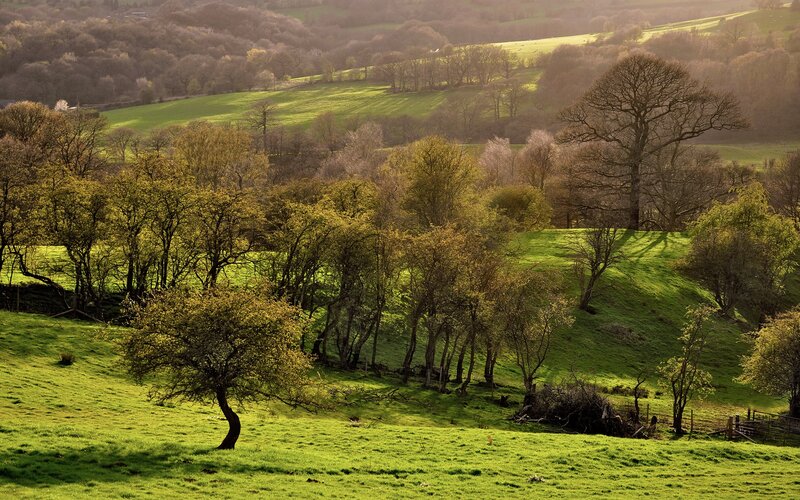 Sunlit hills and trees