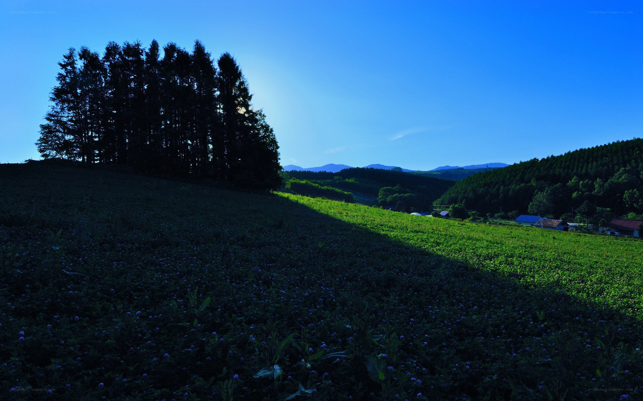 Sunlit hillside with forest silhouette
