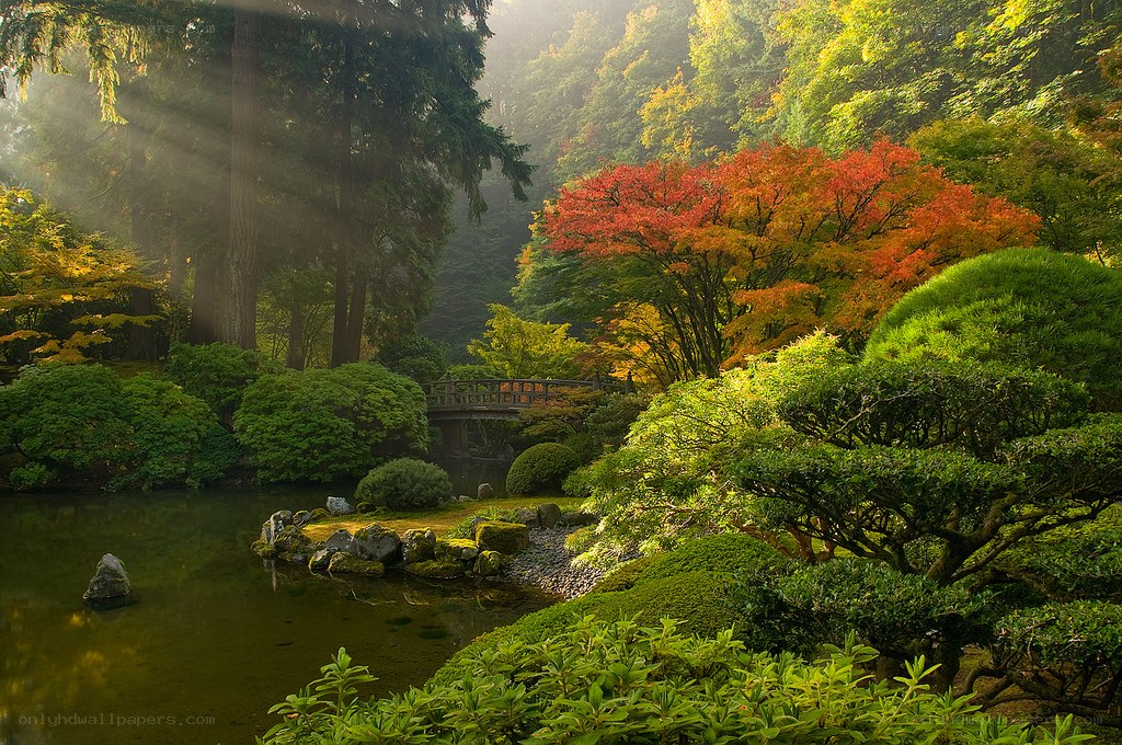 Sunlit Japanese garden
