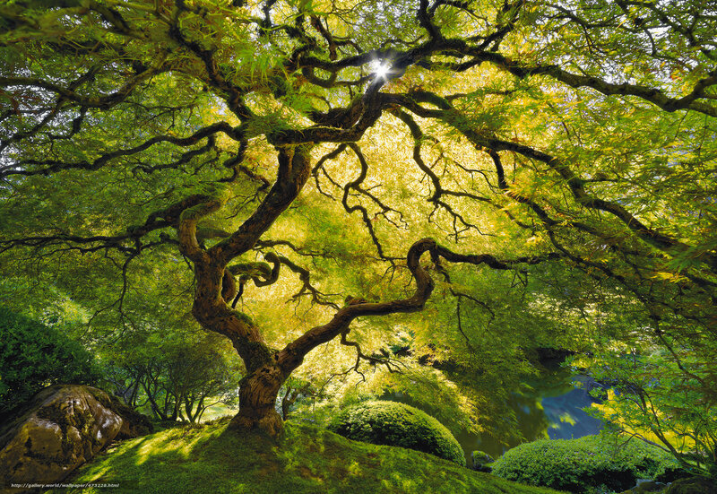Sunlit Japanese maple tree