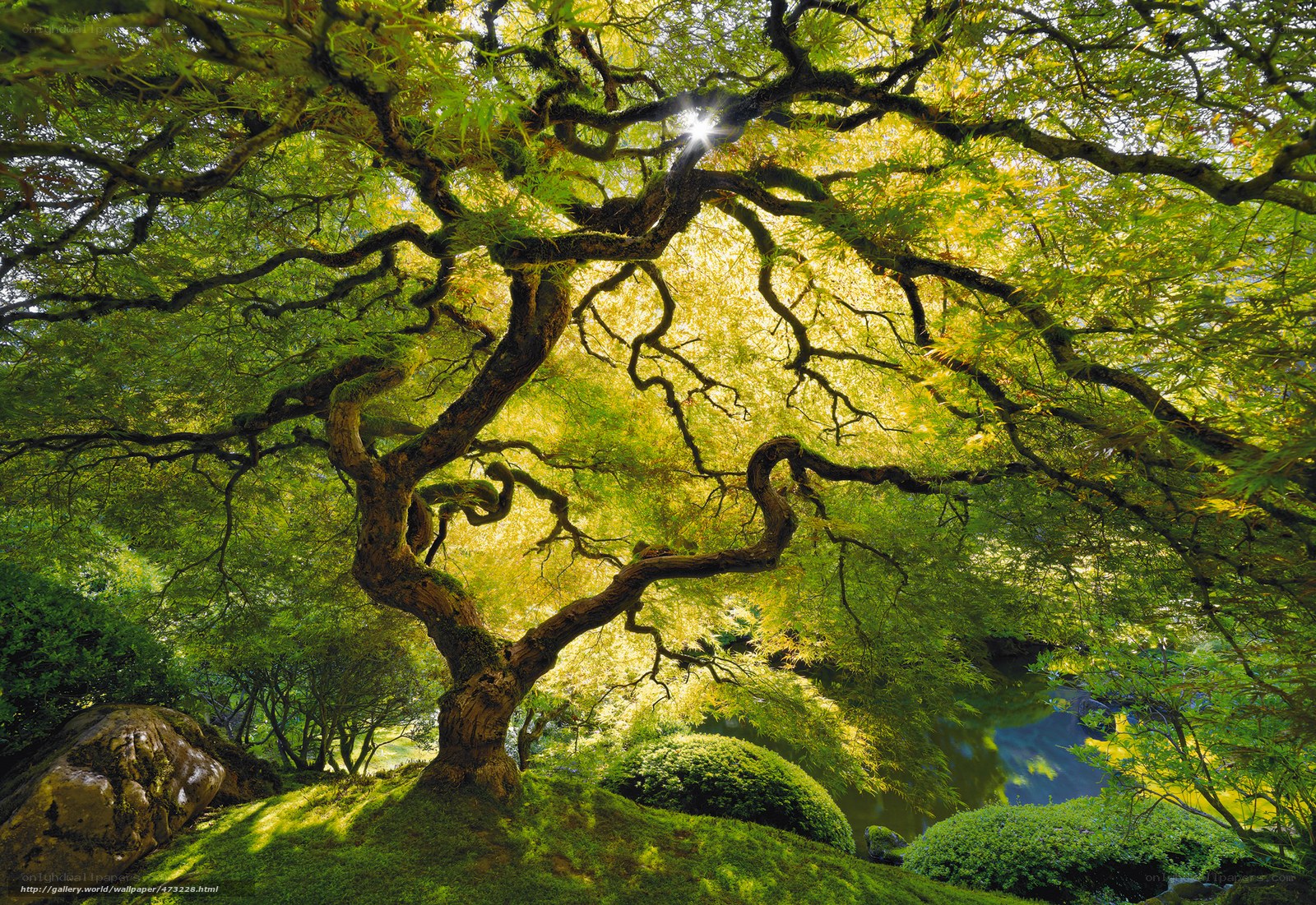 Sunlit Japanese maple tree