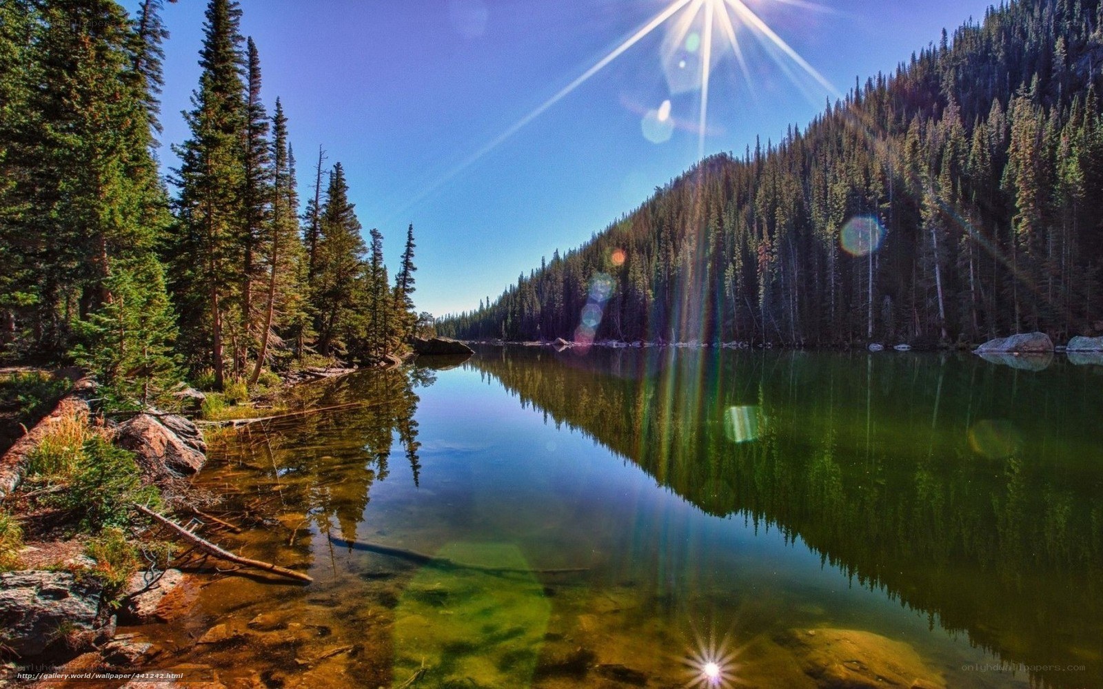 Sunlit lake in forest