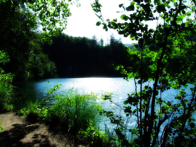 Sunlit lake through trees