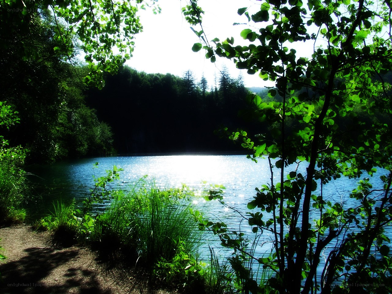 Sunlit lake through trees