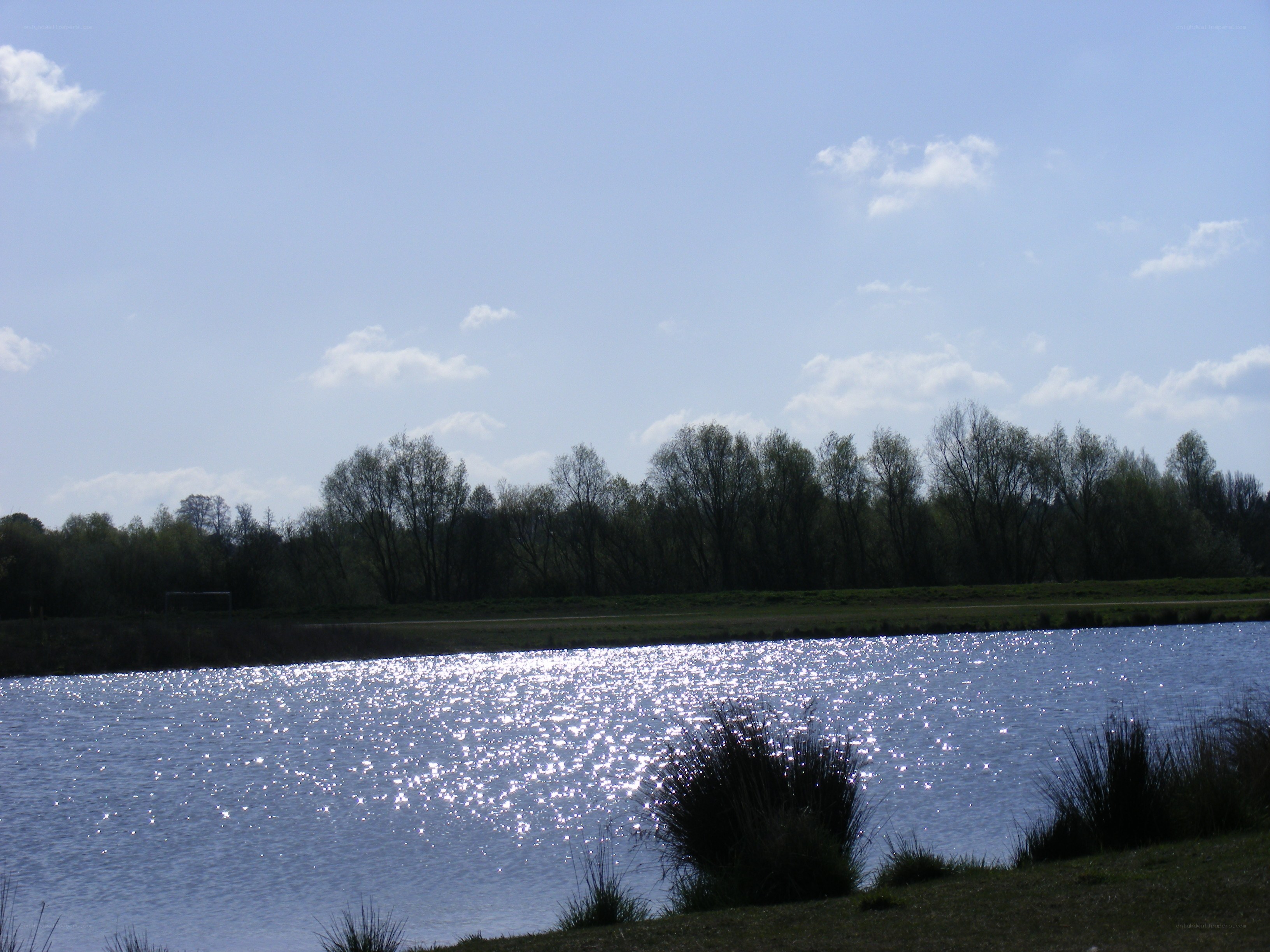 Sunlit lake with trees