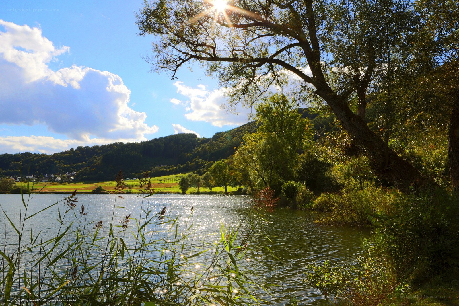 Sunlit lake with weeping willow