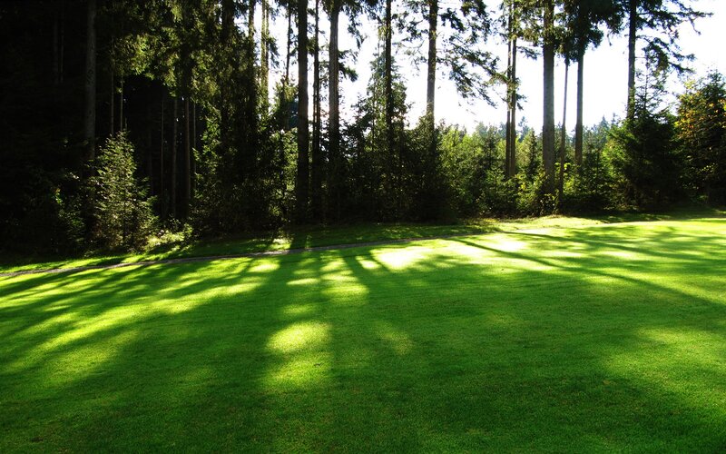Sunlit lawn in forest