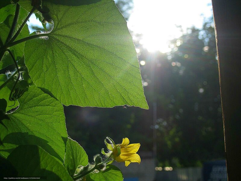 Sunlit leaf and yellow flower