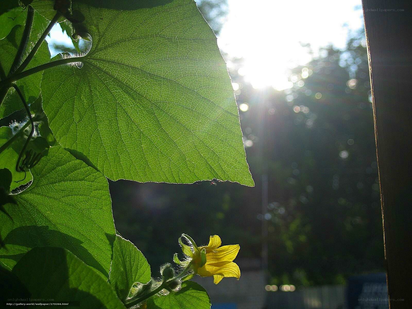 Sunlit leaf and yellow flower