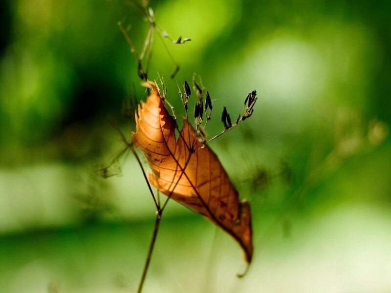 Sunlit leaf in forest