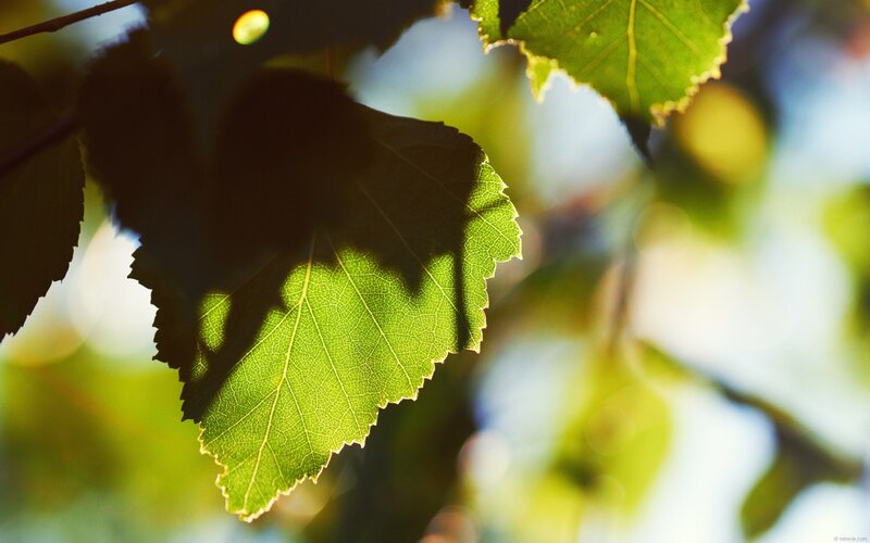 sunlit leaf in forest