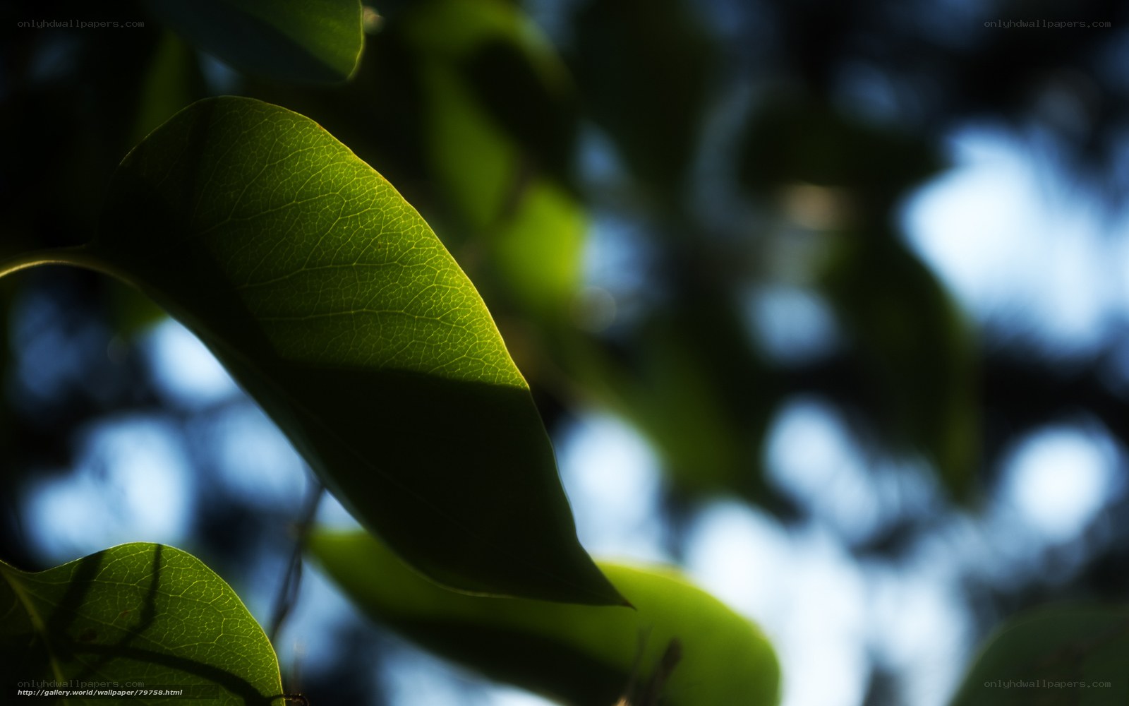 Sunlit leaf in forest