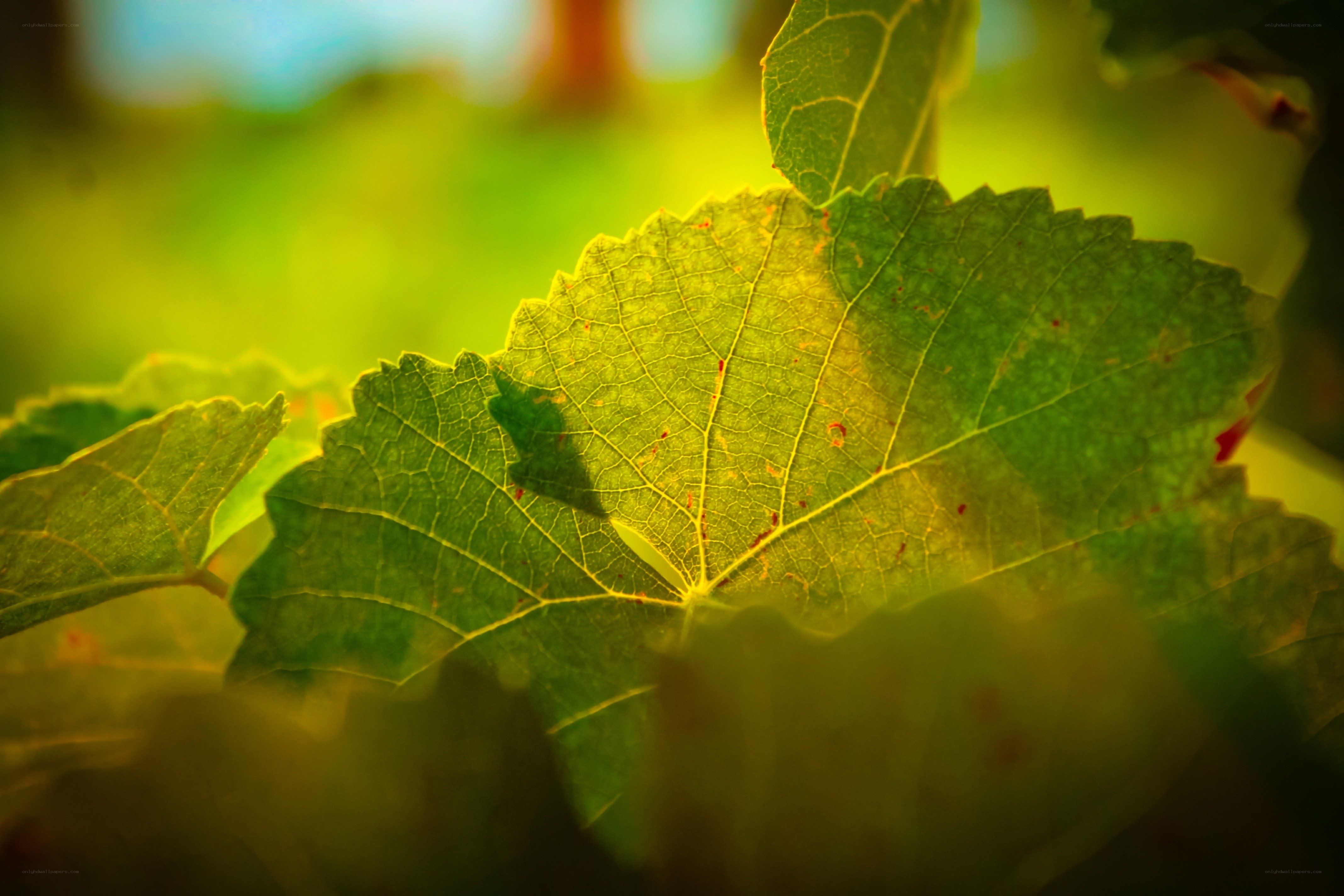 Sunlit leaf in garden