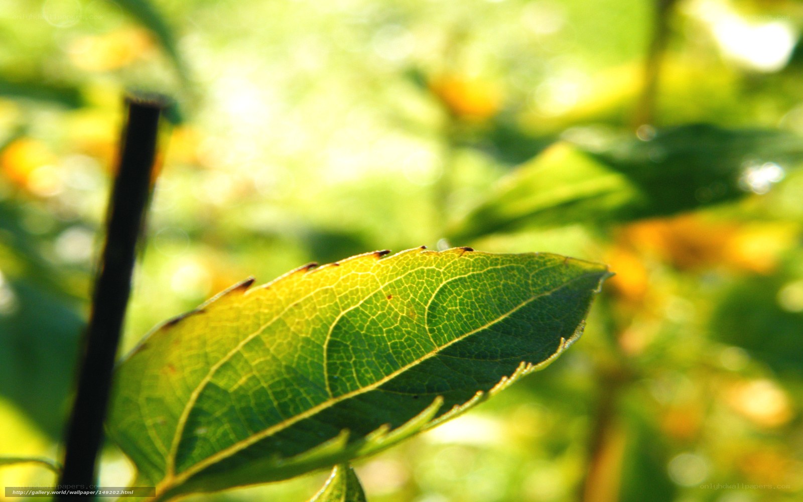 sunlit leaf in garden