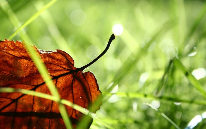 Sunlit leaf in grass