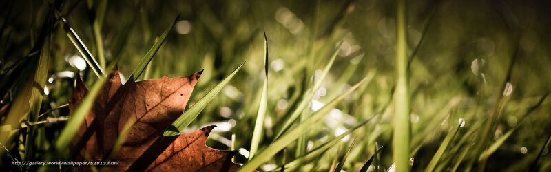 Sunlit leaf in grass