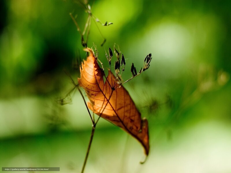 Sunlit leaf in green forest