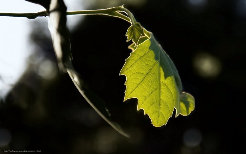 Sunlit leaf on a branch