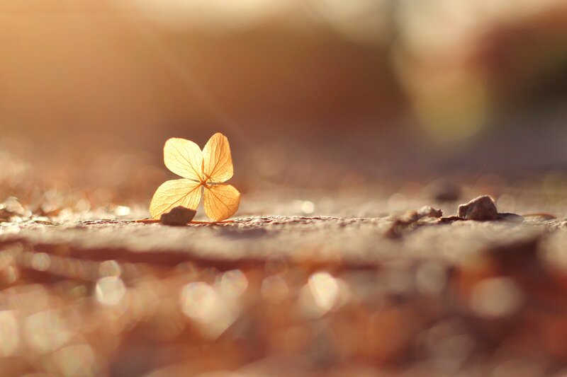 Sunlit leaf on a stone path